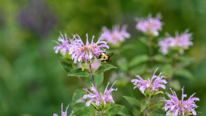 Ask Your Gardening Question