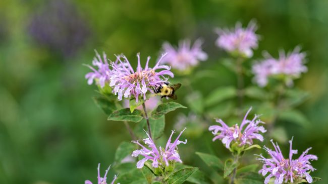 Photo of Bee on Flower