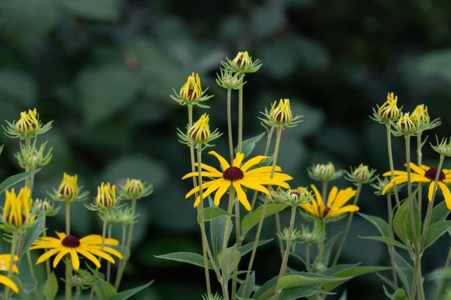 Black Eyed Susan, yellow flower with black center