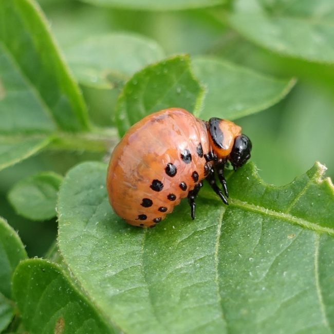 Colorado Potato Beetle on leaf
