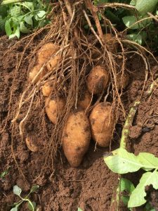 How to Improve Groundwater Quality in Potato Systems Field Day – August 25 in Custer