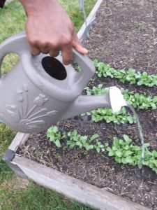Improve Your Gardening Skills with Extension